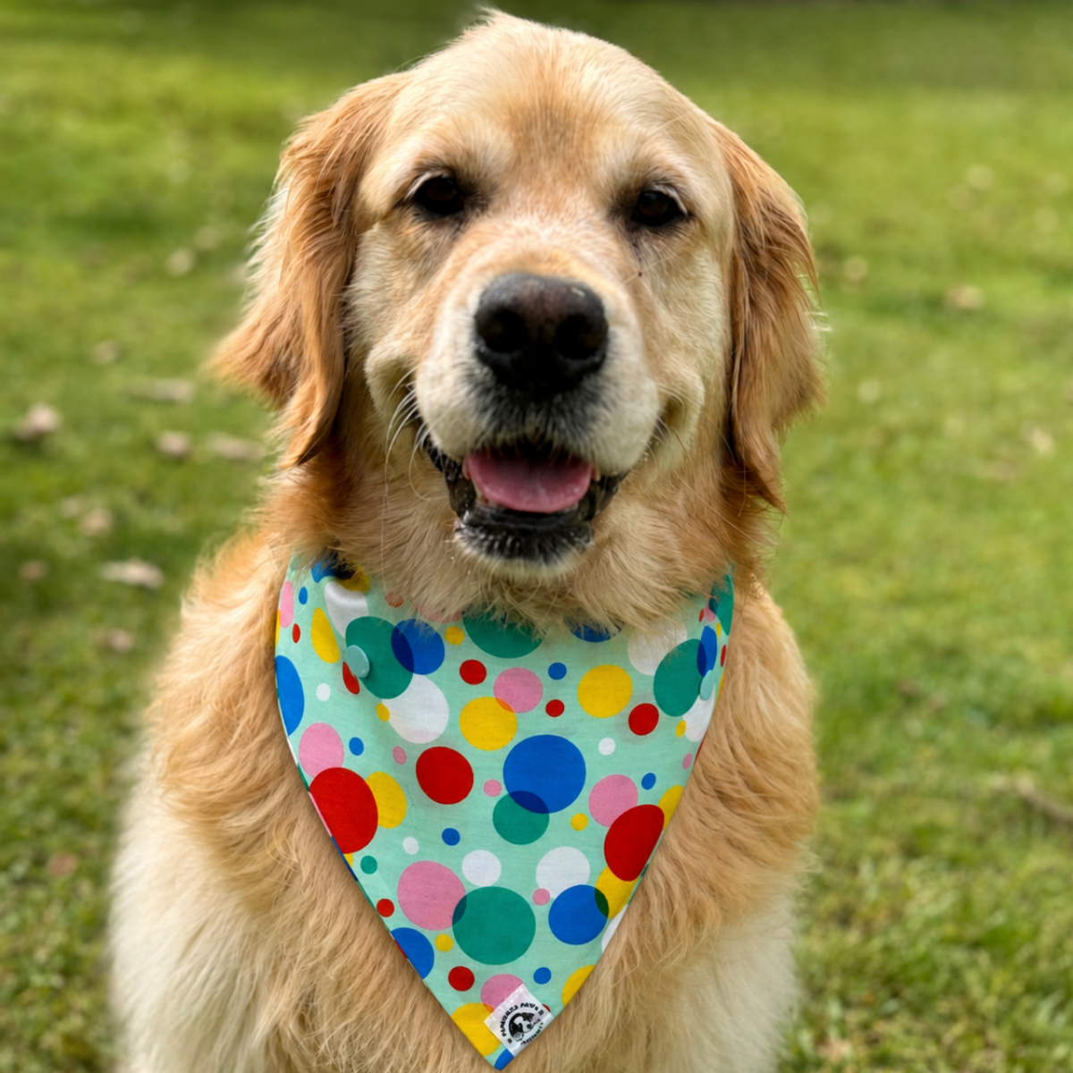 Golden retriever wearing colourful personalised dog bandana with bright confetti pattern outdoors