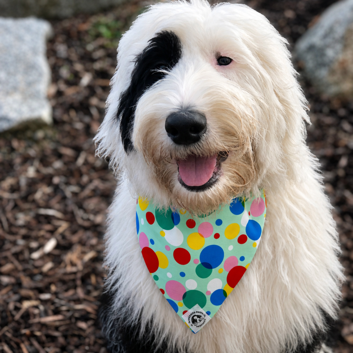 Sheepdog wearing a colourful polka dot dog bandana outdoors, bright confetti pattern dog bandana for pets