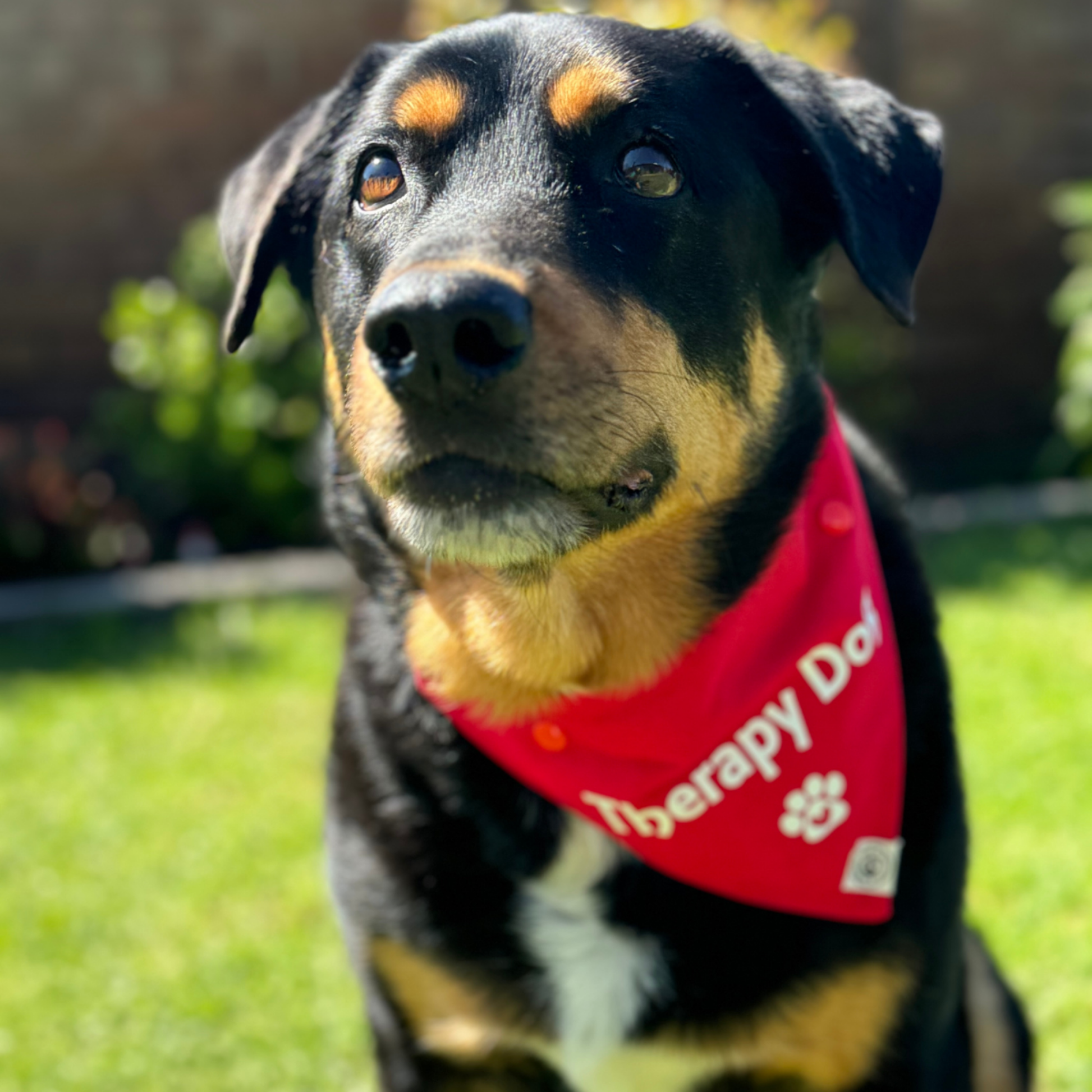 Black and tan dog wearing a red “Therapy Dog” bandana outdoors, identification bandana for therapy and support dogs