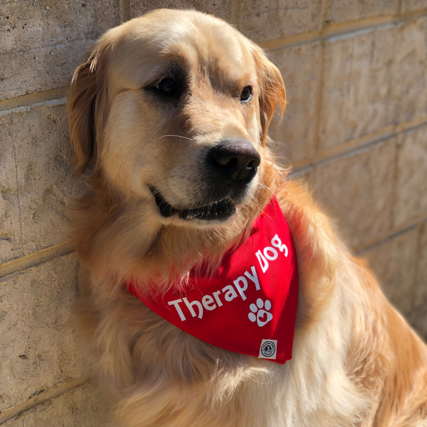 Golden retriever wearing a red “Therapy Dog” bandana outdoors, service dog identification bandana for therapy dogs