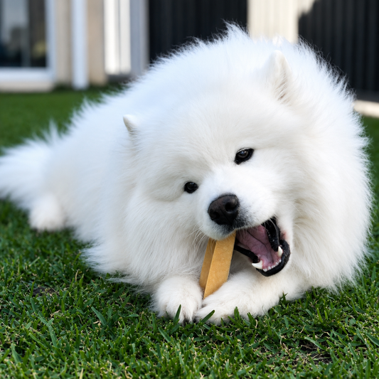 White Samoyed dog chewing natural Himalayan dog chew on grass