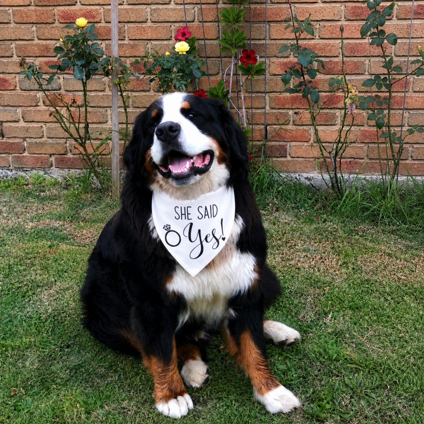 she said yes dog bandana engagement announcement dog bernese mountain dog wedding proposal dog australia