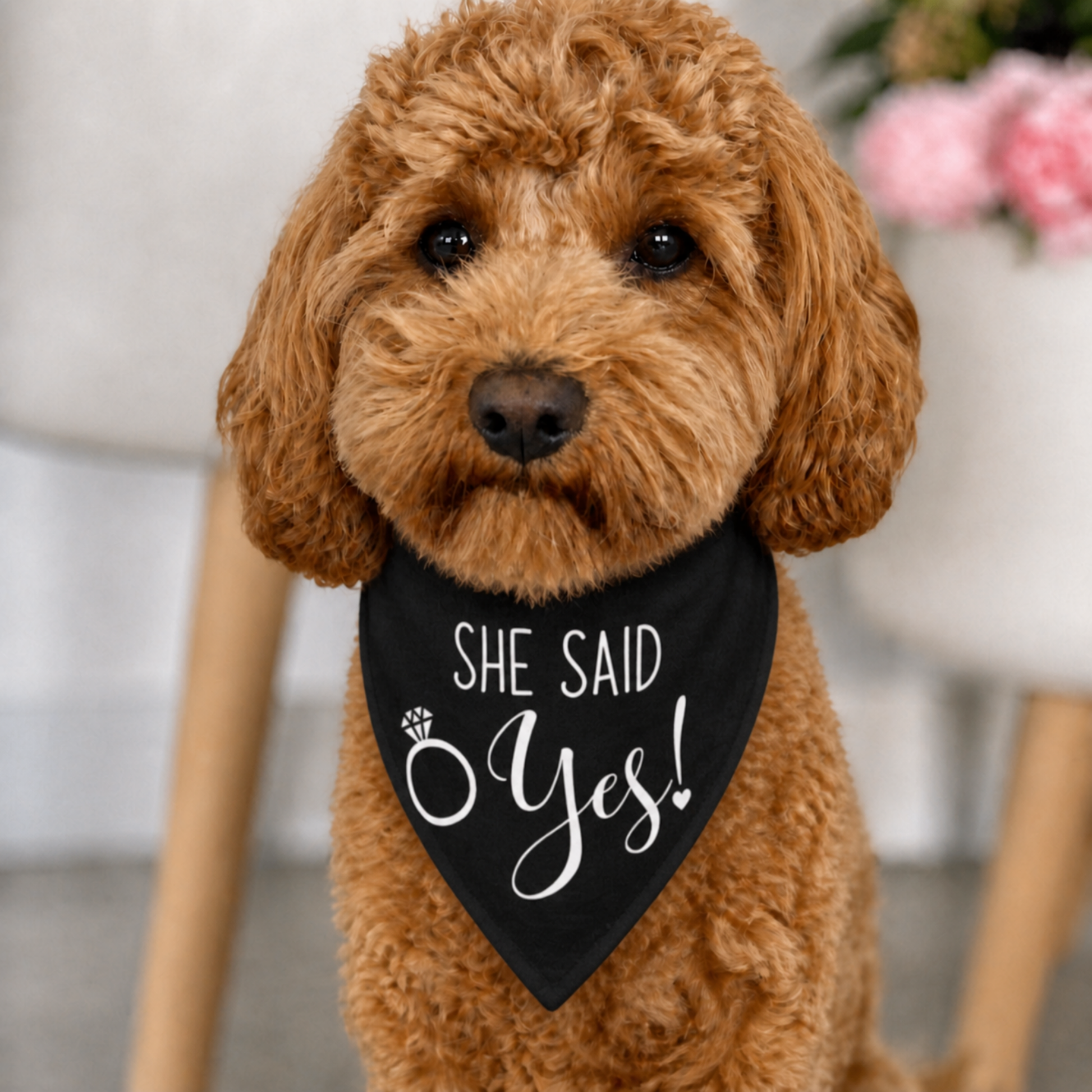 cavoodle engagement announcement dog bandana she said yes black proposal dog australia