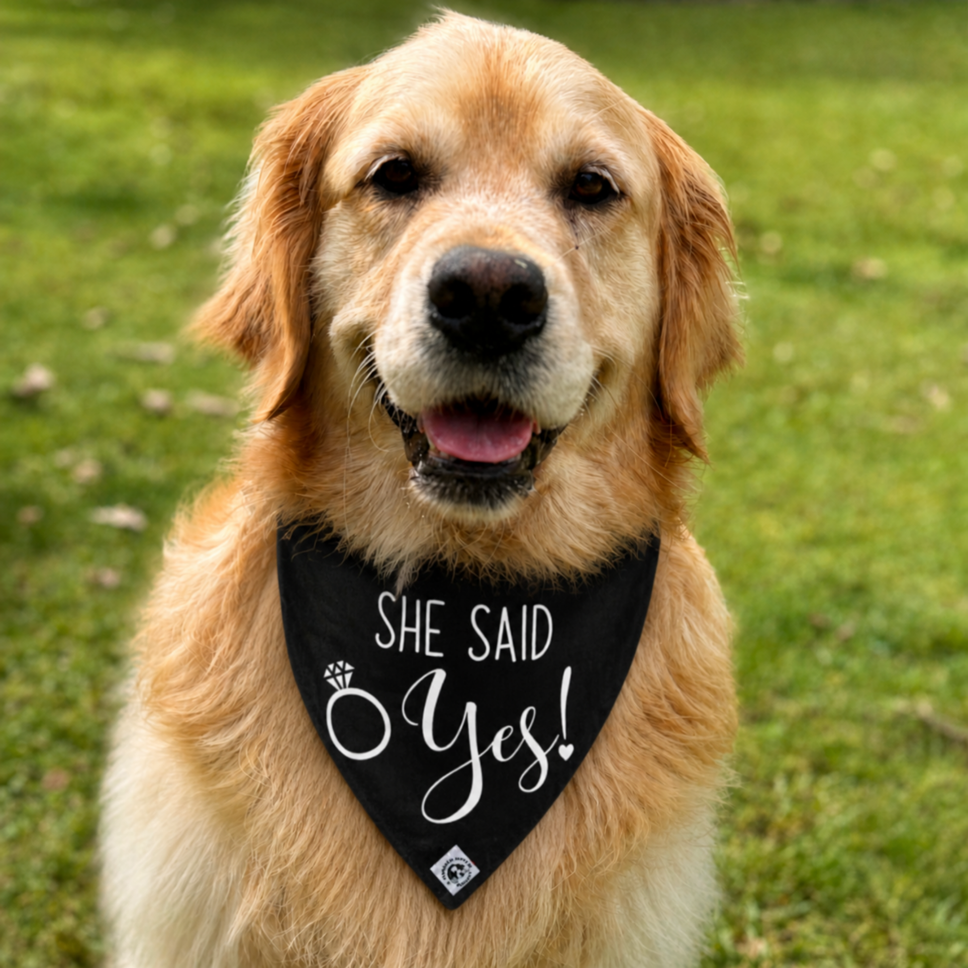 golden retriever engagement announcement she said yes dog bandana black wedding proposal dog australia