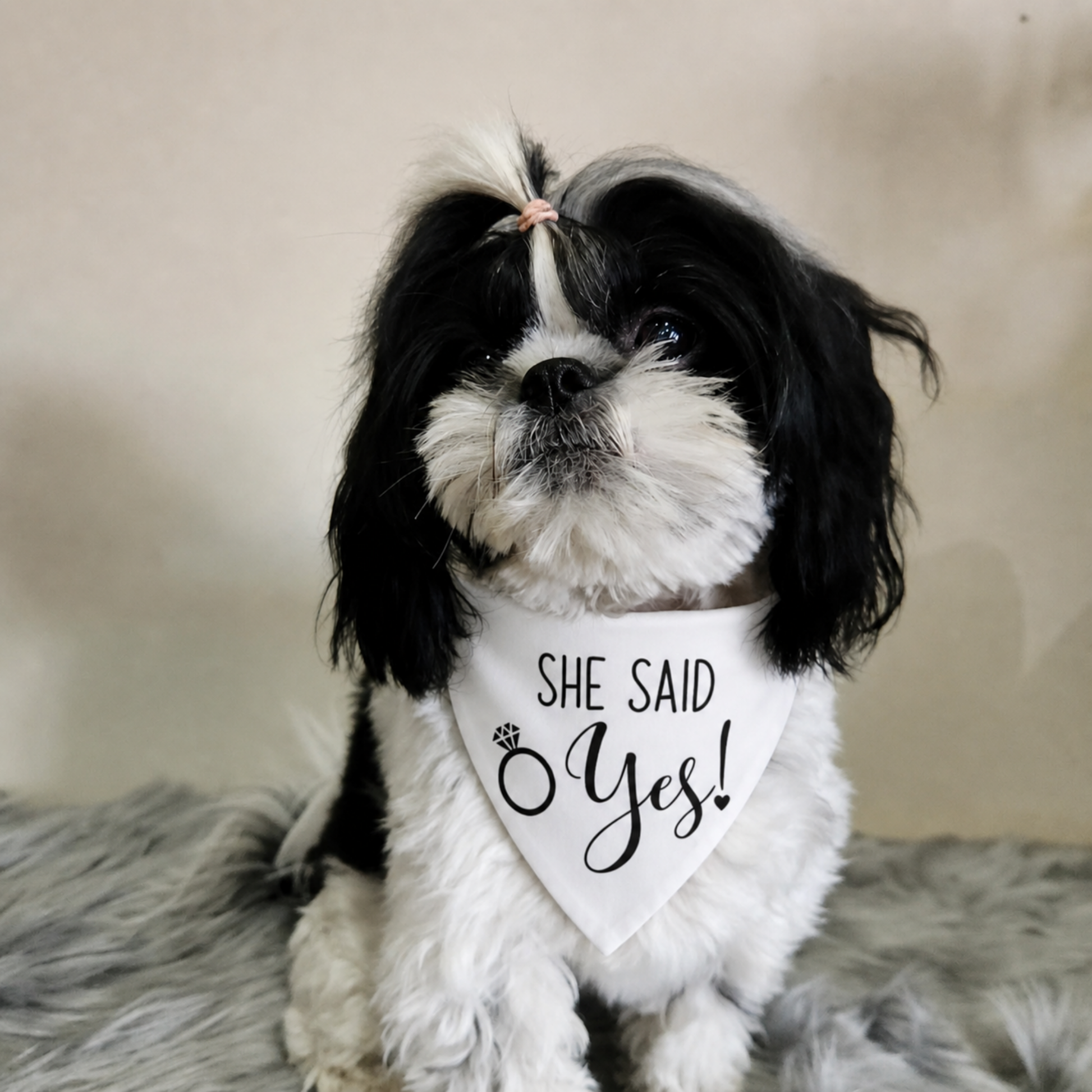 she said yes dog bandana engagement announcement small dog wedding proposal dog australia