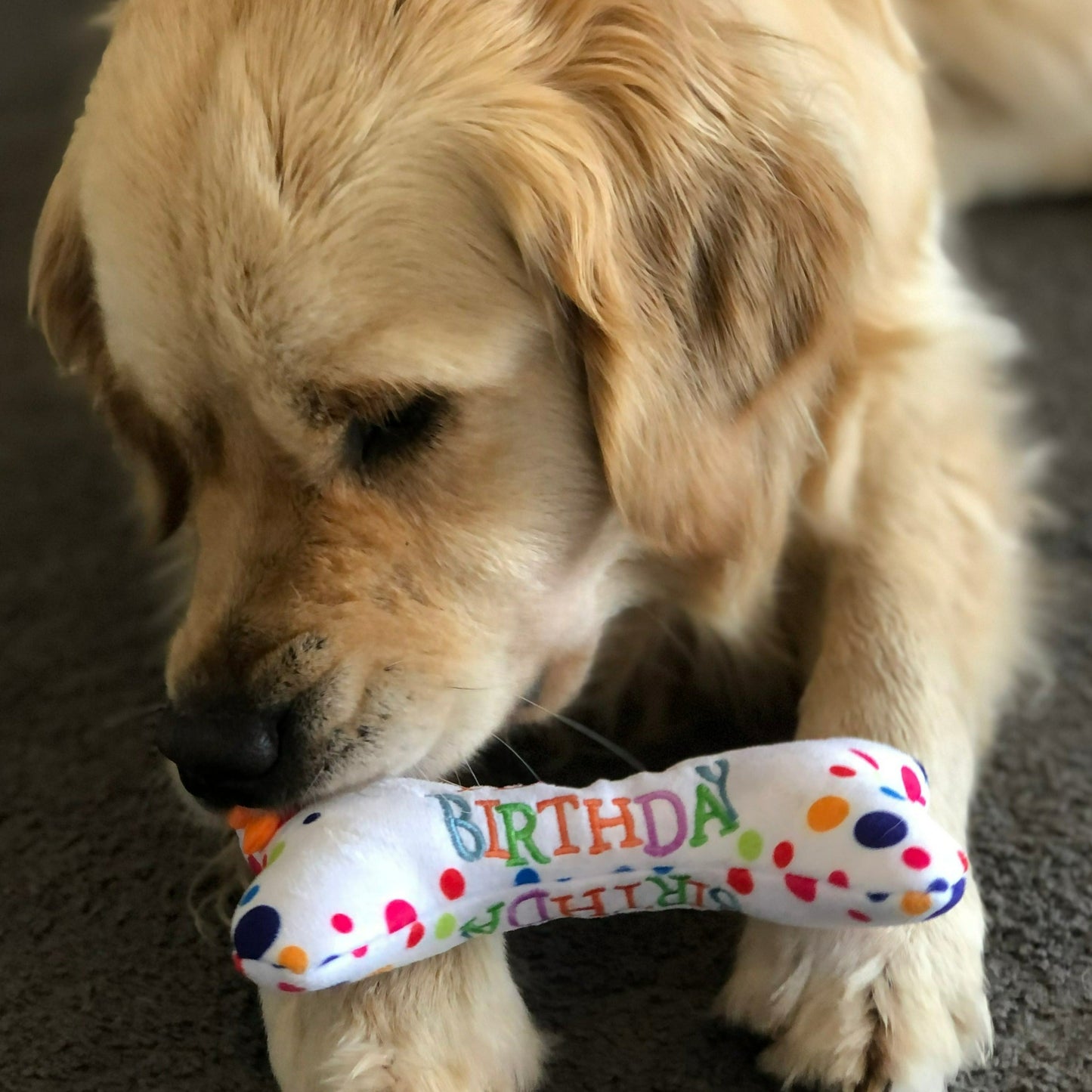 Dog Birthday Bone