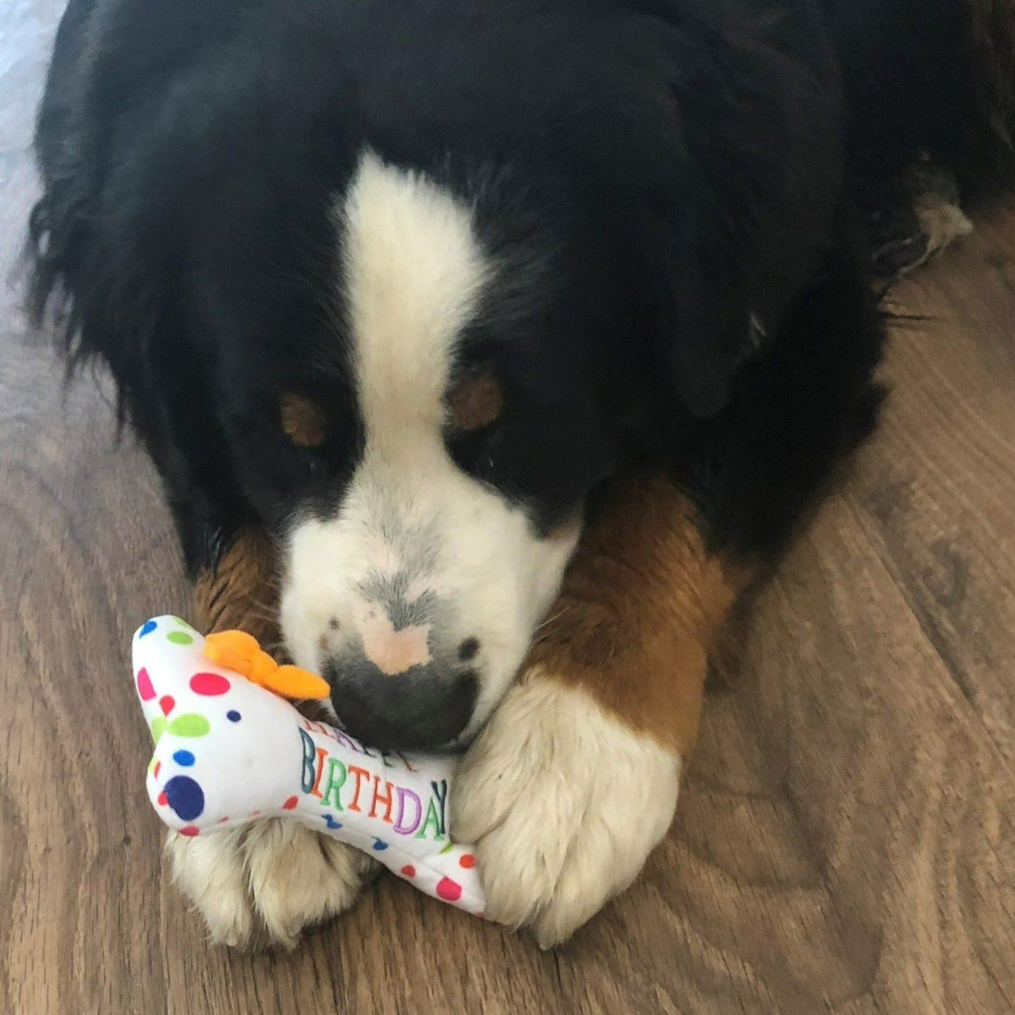 Dog Birthday Bone