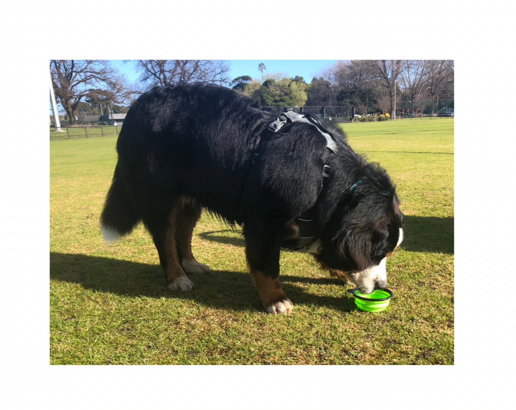 Portable Dog Bowl