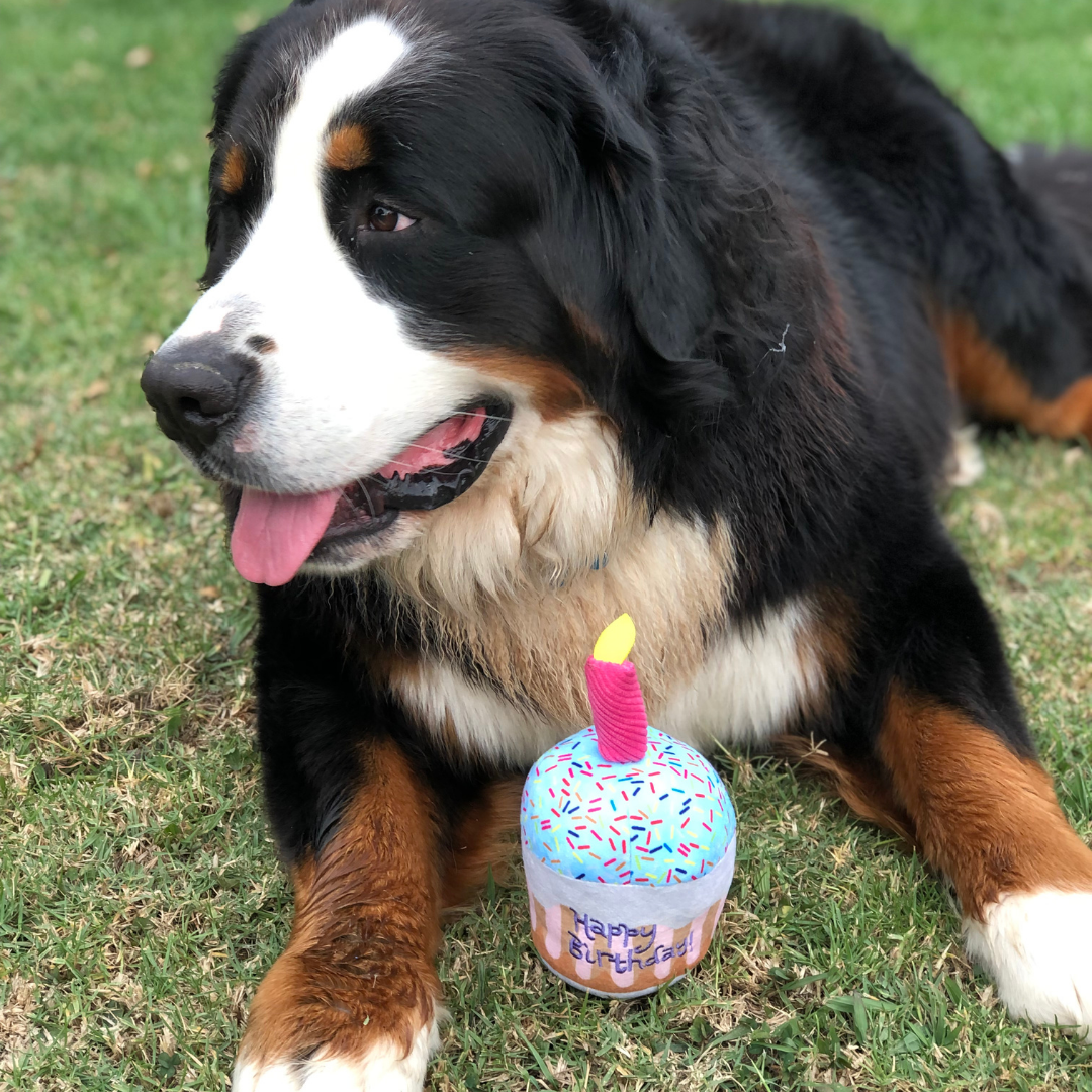 dog birthday gifts