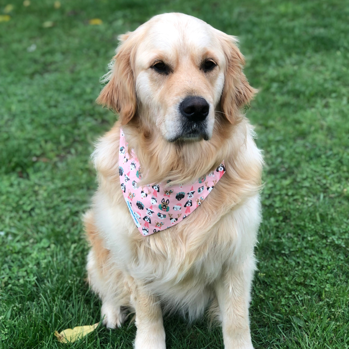 Pink Festive Dogs Bandana