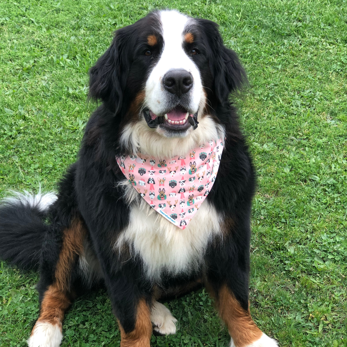 Pink Festive Dogs Bandana