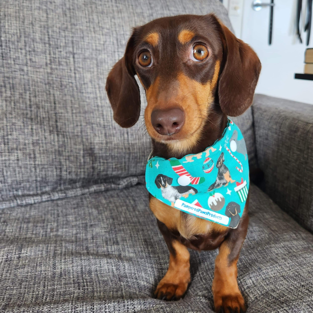 Dachshunds Christmas Bandana - Limited Edition