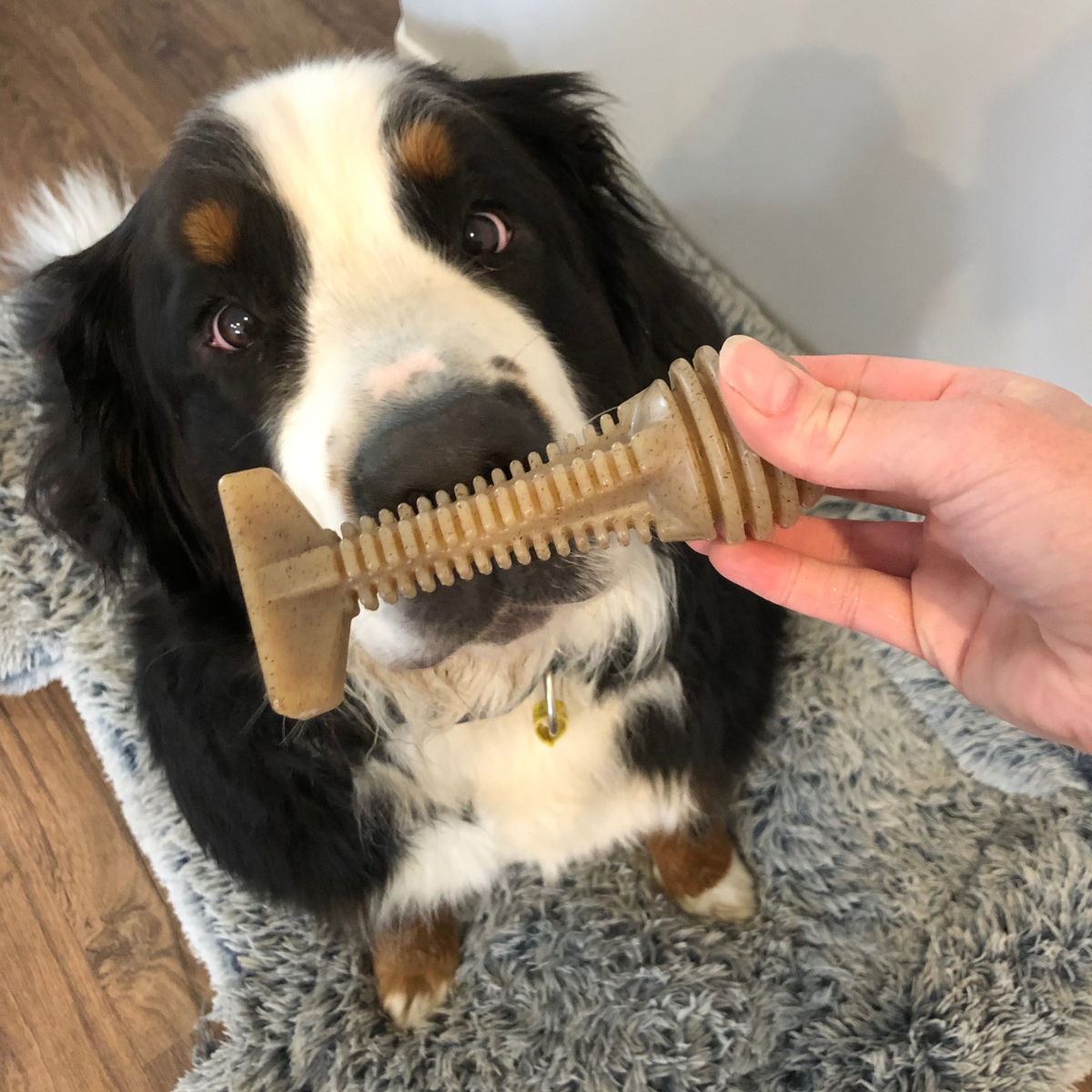 Strong Dog chew toys