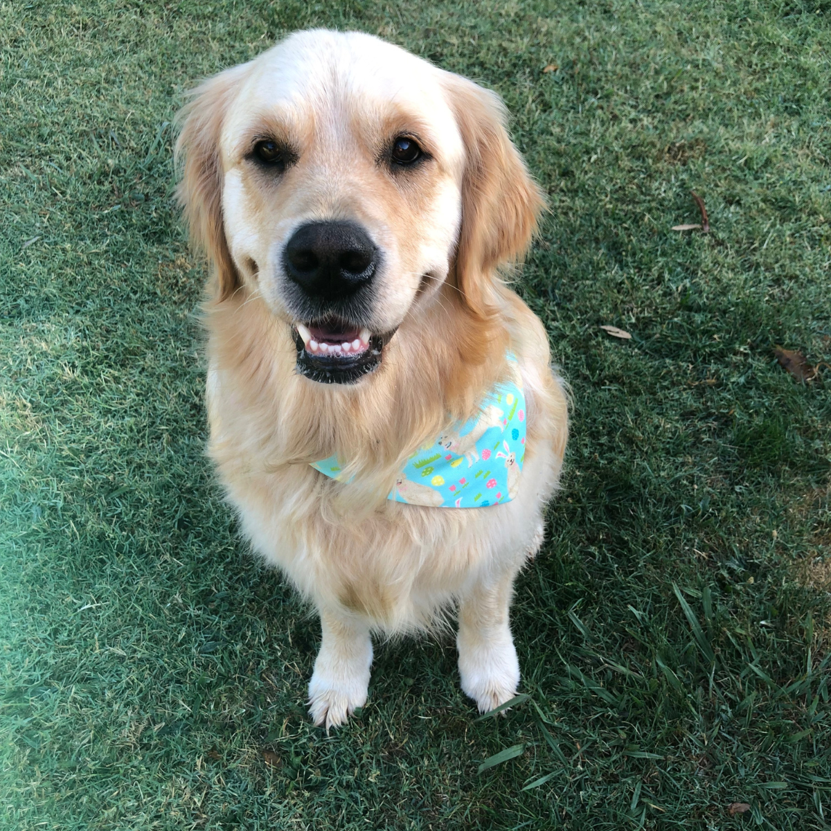 Retriever Easter Bandana