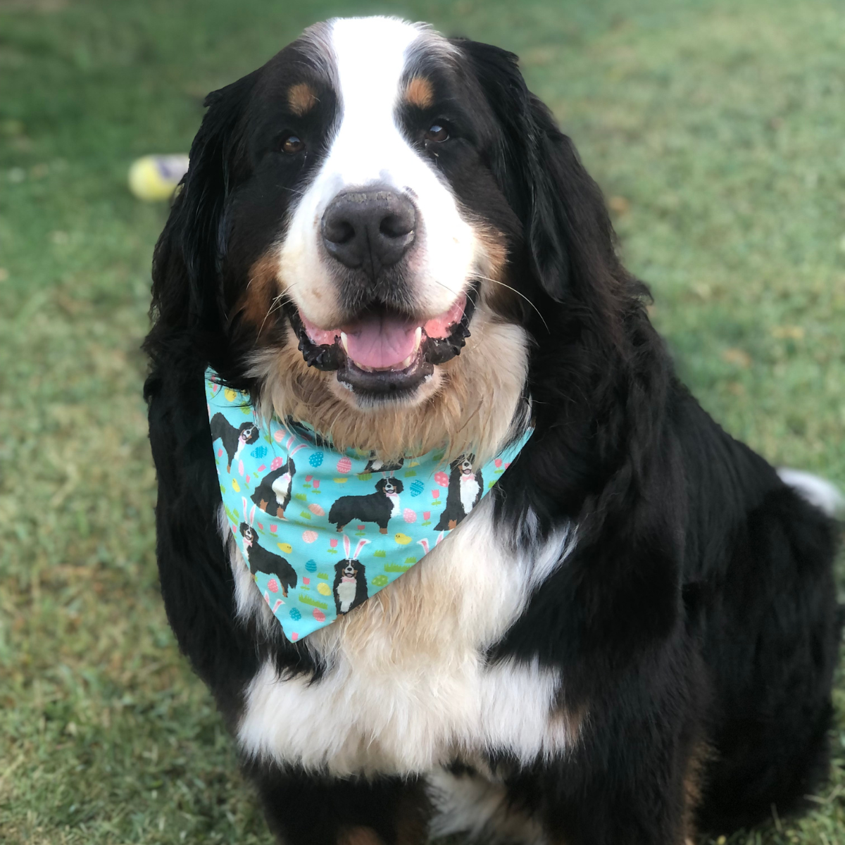 Bernese Easter Bandana