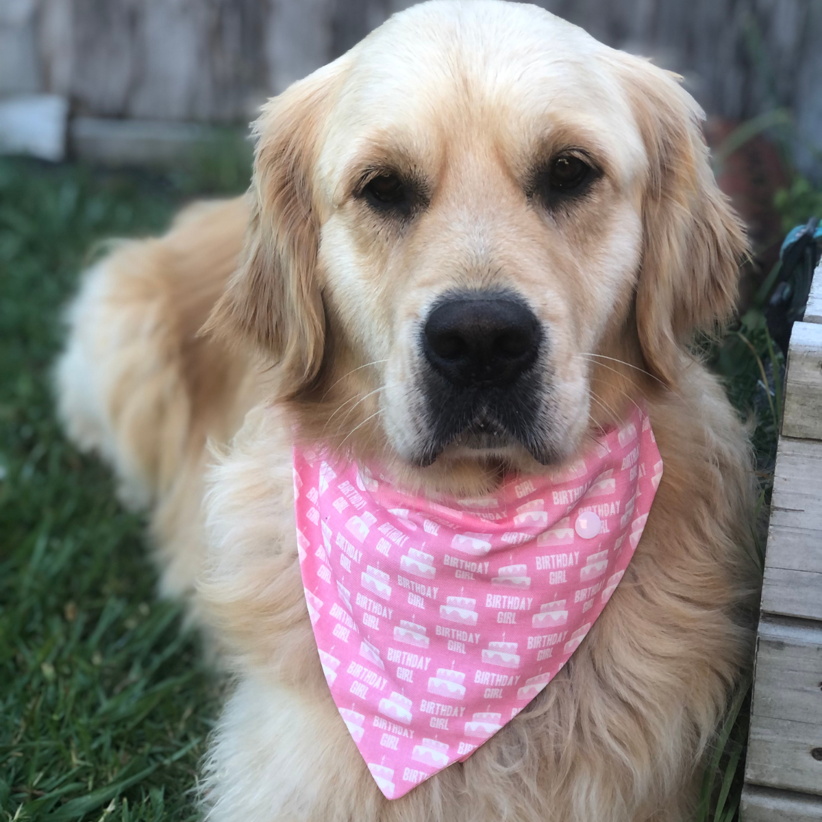 Birthday Dog Bandana