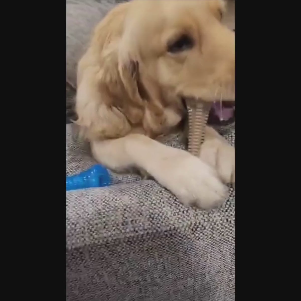 strong dog chew toy